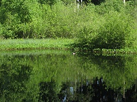 Bodenloser See mit Ente